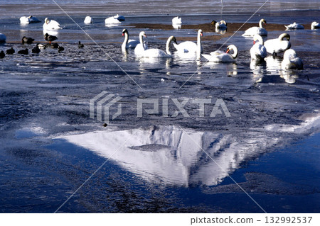 Swan floating on the water Swan floating on the water 132992537