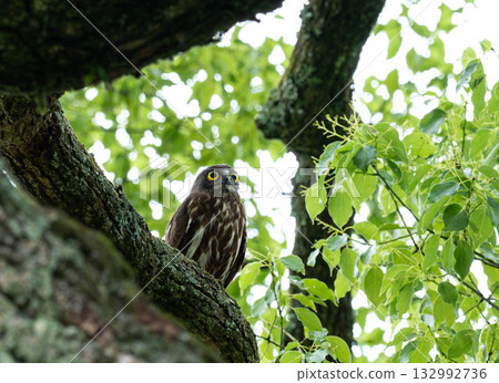 I went to a temple to see the hydrangeas and saw a barn hawk owl. 132992736