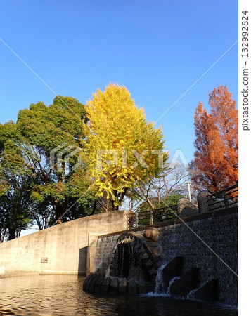 Autumn leaves, ginkgo, metasequoia, Yamashita Park 132992824