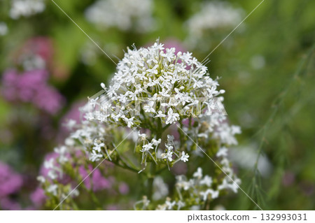 Red valerian Albus Red valerian Albus 132993031