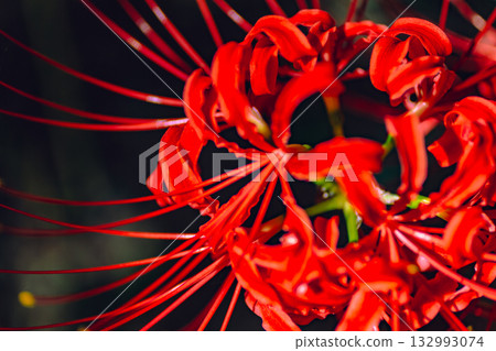 Mount Ontake Natural Forest Park, Red Spider Lily 4-5 Mount Ontake Natural Forest Park, Red Spider Lily 4-5 132993074