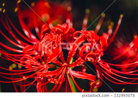 Mount Ontake Natural Forest Park, Red Spider Lily 4-9 132993078
