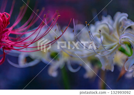 Mount Ontake Natural Forest Park, Red Spider Lily 4-22 Mount Ontake Natural Forest Park, Red Spider Lily 4-22 132993092