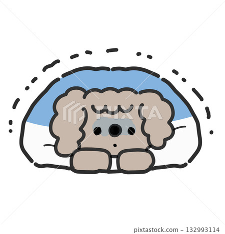 一隻玩具貴賓犬裹在蒲團里瑟瑟發抖 132993114