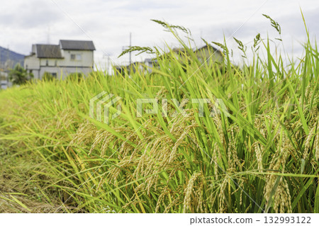 Close-up of rice ears before harvest in autumn Close-up of rice ears before harvest in autumn 132993122