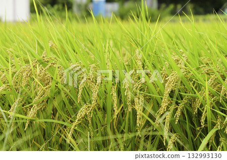Close-up of rice ears before harvest in autumn 132993130