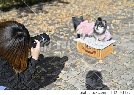 女攝影師正在為兩隻吉娃娃犬拍照 女攝影師正在為兩隻吉娃娃犬拍照 132993152