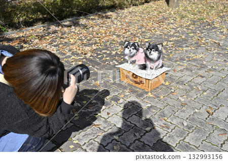 女攝影師正在為兩隻吉娃娃犬拍照 女攝影師正在為兩隻吉娃娃犬拍照 132993156