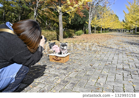Female photographer taking photos of dogs: two Chihuahuas Female photographer taking photos of dogs: two Chihuahuas 132993158