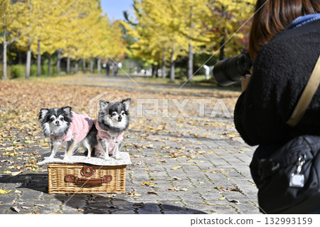 Female photographer taking photos of dogs: two Chihuahuas Female photographer taking photos of dogs: two Chihuahuas 132993159