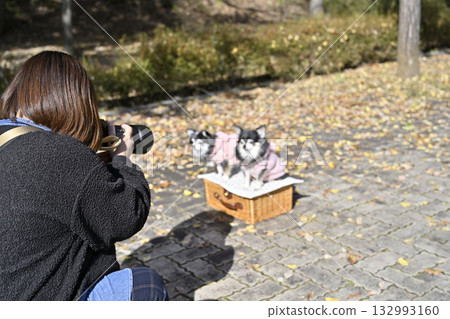女攝影師正在為兩隻吉娃娃犬拍照 女攝影師正在為兩隻吉娃娃犬拍照 132993160