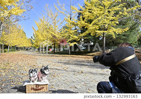 女攝影師正在為兩隻吉娃娃犬拍照 女攝影師正在為兩隻吉娃娃犬拍照 132993163