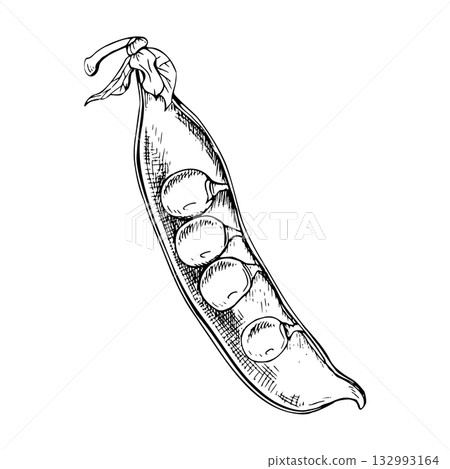 A detailed hand drawn illustration of one half of an open pod of green pea containing several round peas inside. The botanical style vector illustration. Painted by black inks. Sketch with fine lines A detailed hand drawn illustration of one half of an open pod of green pea containing several round peas inside. The botanical style vector illustration. Painted by black inks. Sketch with fine lines 132993164