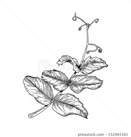 A sweet pea branch with tendrils. Black and white hand drawn botanical style vector illustration. Painted by black inks. Sketch with fine lines isolated on white. Perfect for cards clip art. 132993165