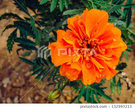 Marigold Hill Marigold Drops-4 132993213
