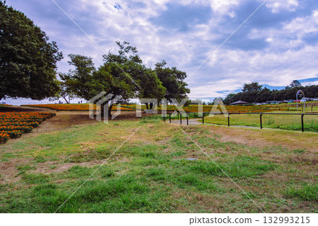 Marigold Hill Marigold Drops-21 132993215