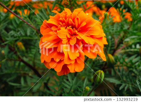 萬壽菊山萬壽菊滴劑-10 132993219