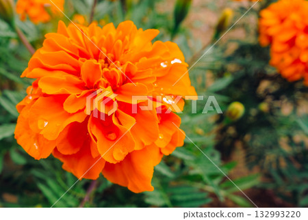 萬壽菊山 萬壽菊滴劑-11 132993220