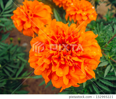 萬壽菊山 萬壽菊滴劑-12 132993221