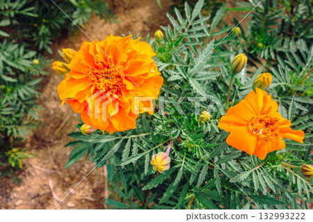 Marigold Hill Marigold Drops-13 132993222