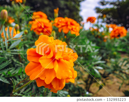 Marigold Hill Marigold Drops-14 132993223