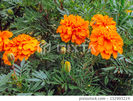 Marigold Hill Marigold Drops - 15 132993224