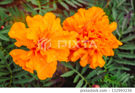 Marigold Hill Marigold Drops-27 Marigold Hill Marigold Drops-27 132993236