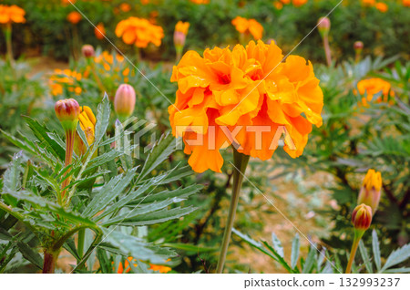 Marigold Hill Marigold Drops - 28 Marigold Hill Marigold Drops - 28 132993237