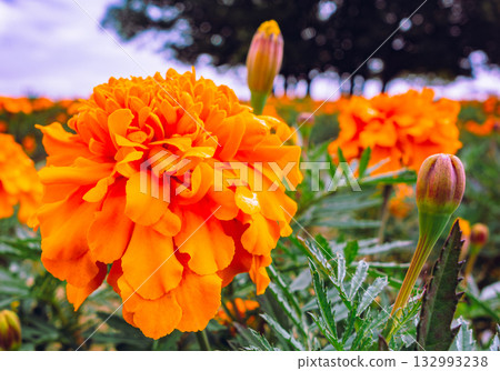Marigold Hill Marigold Drops-29 132993238