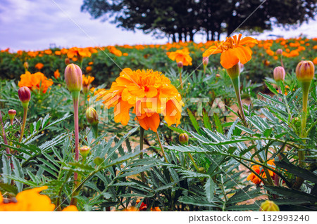Marigold Hill Marigold Drops-31 132993240