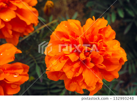 Marigold Hill Marigold Drops - 39 132993248