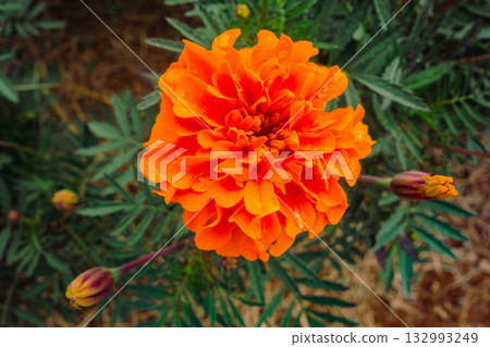 Marigold Hill Marigold Drops - 40 132993249