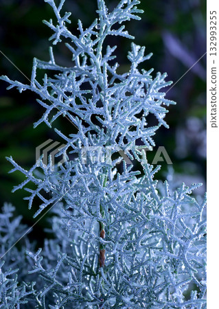 針葉藍冰 針葉藍冰 132993255