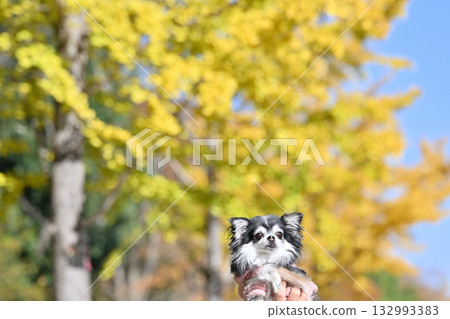 美麗的銀杏樹和吉娃娃 132993383