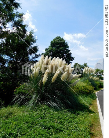 Pampas Grass Red Brick Warehouse Pampas Grass Red Brick Warehouse 132993403