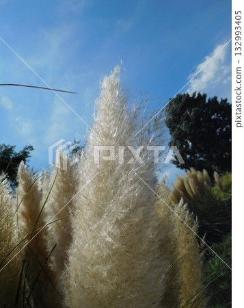 潘帕斯草紅磚倉庫 潘帕斯草紅磚倉庫 132993405