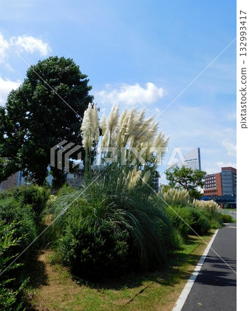 Pampas Grass JICA Yokohama Pan Pacific Pampas Grass JICA Yokohama Pan Pacific 132993417