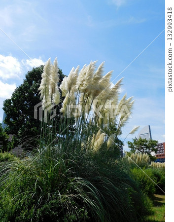 潘帕斯草 日本國際協力機構 橫濱泛太平洋 潘帕斯草 日本國際協力機構 橫濱泛太平洋 132993418