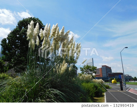 Pampas Grass JICA Yokohama Pan Pacific Pampas Grass JICA Yokohama Pan Pacific 132993419