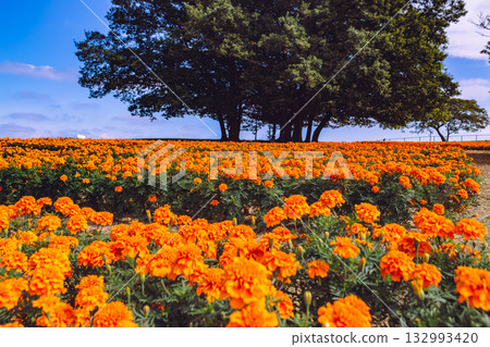 萬壽菊山萬壽菊花2-6 132993420