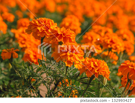 萬壽菊山 萬壽菊 2-13 132993427