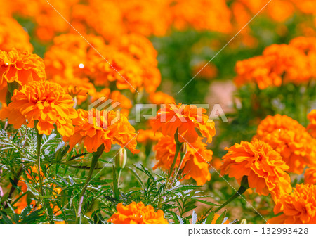 Marigold Hill Marigold Flowers 2-14 Marigold Hill Marigold Flowers 2-14 132993428
