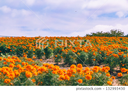 Marigold Hill Marigold Flowers 2-16 132993430