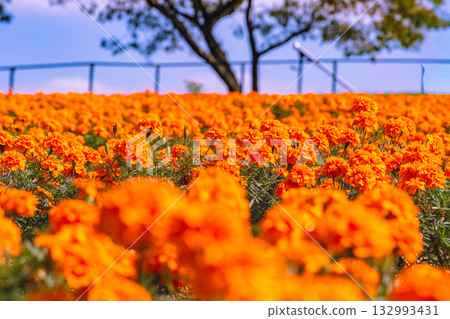 萬壽菊山 萬壽菊 2-17 132993431