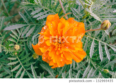 Marigold Hill Marigold Flowers 2-38 Marigold Hill Marigold Flowers 2-38 132993435