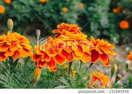 Marigold Hill Marigold Flowers 2-39 Marigold Hill Marigold Flowers 2-39 132993436