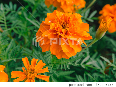 Marigold Hill Marigold Flowers 2-40 Marigold Hill Marigold Flowers 2-40 132993437