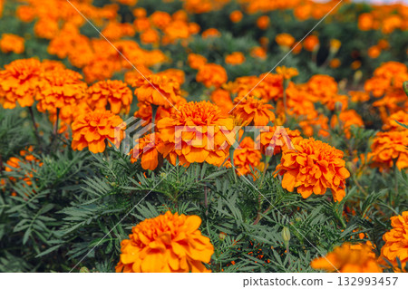 Marigold Hill Marigold Flowers 2-60 Marigold Hill Marigold Flowers 2-60 132993457