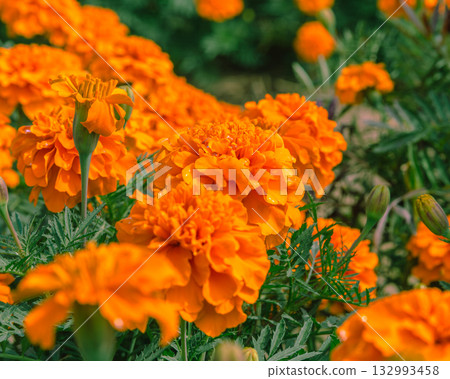 Marigold Hill Marigold Flowers 2-61 132993458