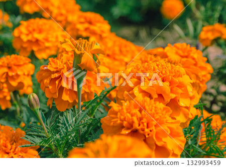 Marigold Hill Marigold Flowers 2-62 Marigold Hill Marigold Flowers 2-62 132993459